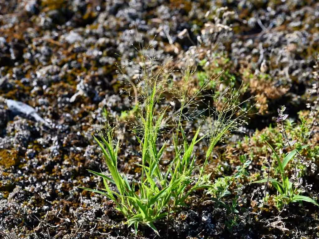 Philadelphia witchgrass, In fruit