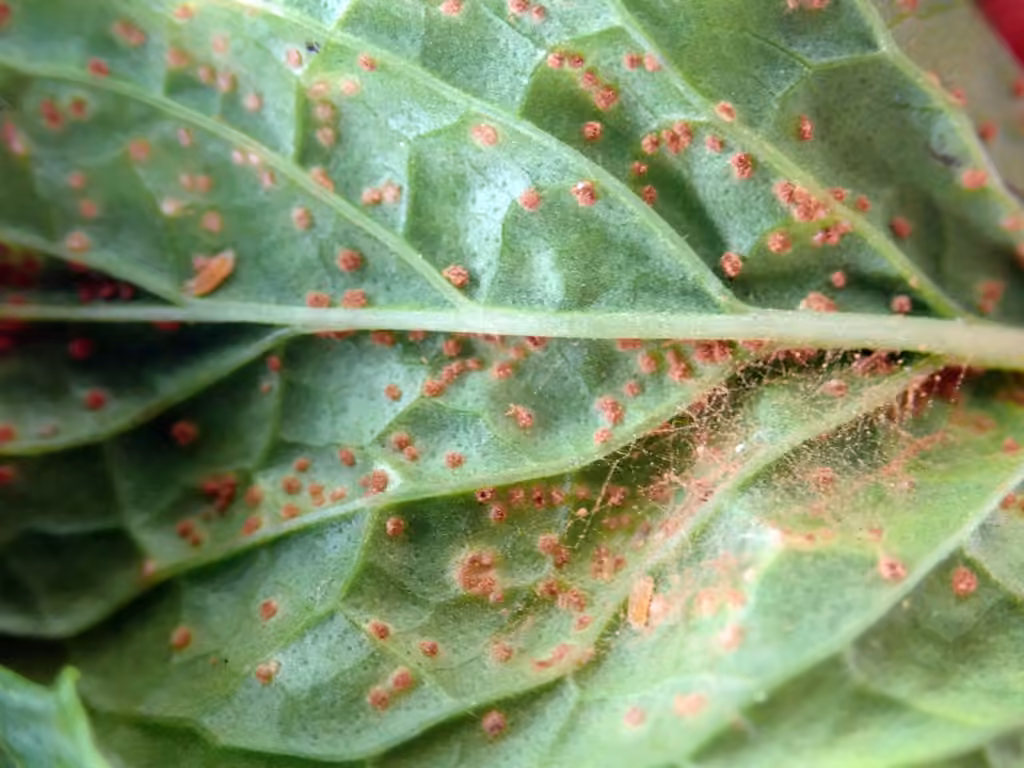 Mint Rust, photo 1 of 5