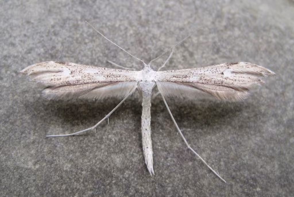 Yarrow Leaf Plume Moth, Adult