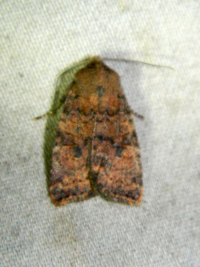Poplar Catkin Sallow, photo 3 of 5