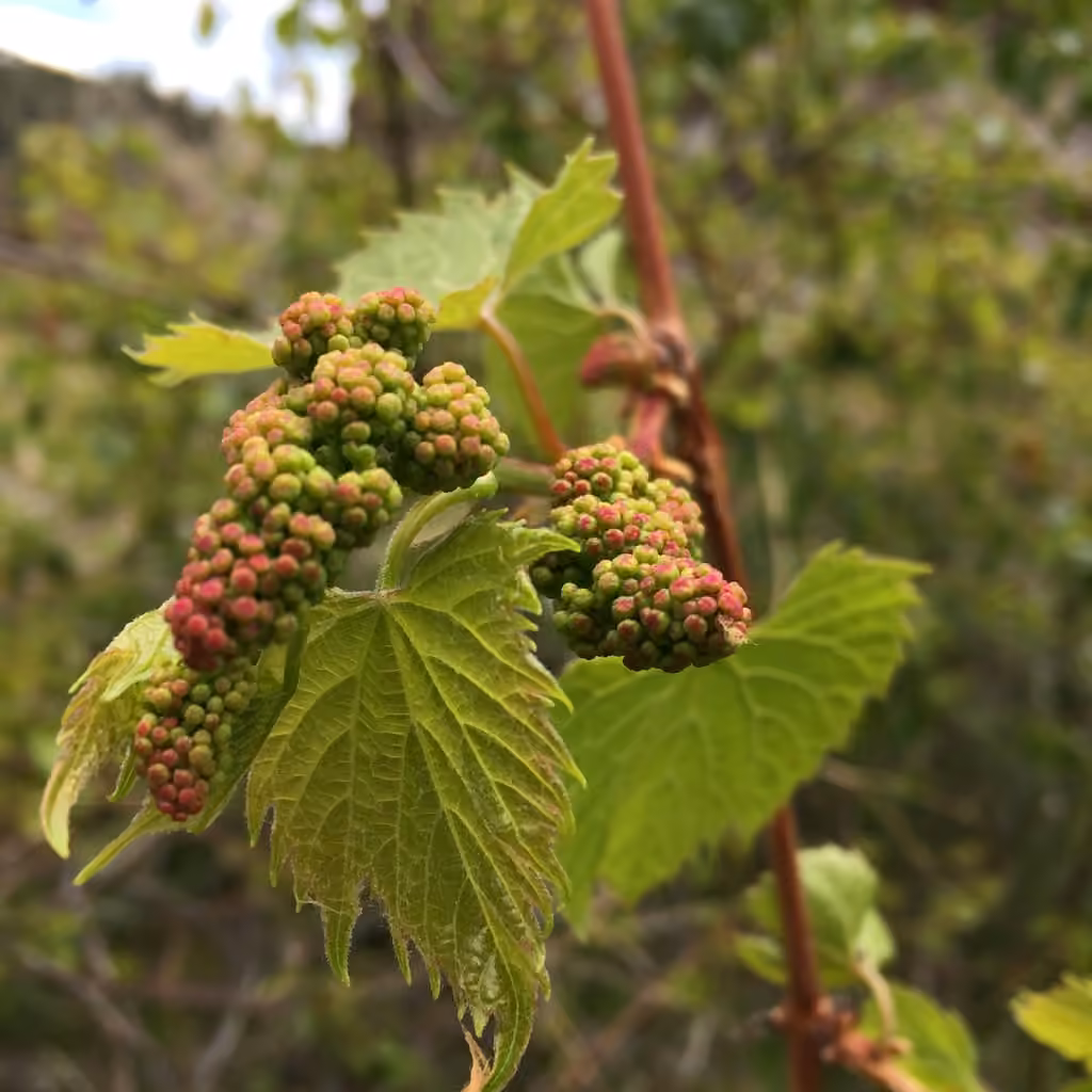 Vigne des rivages