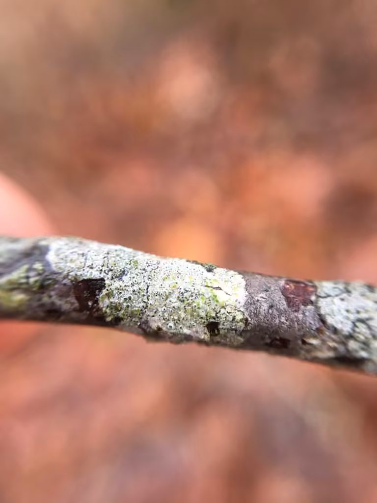 Pyrrhospore variable, photo 2 sur 5
