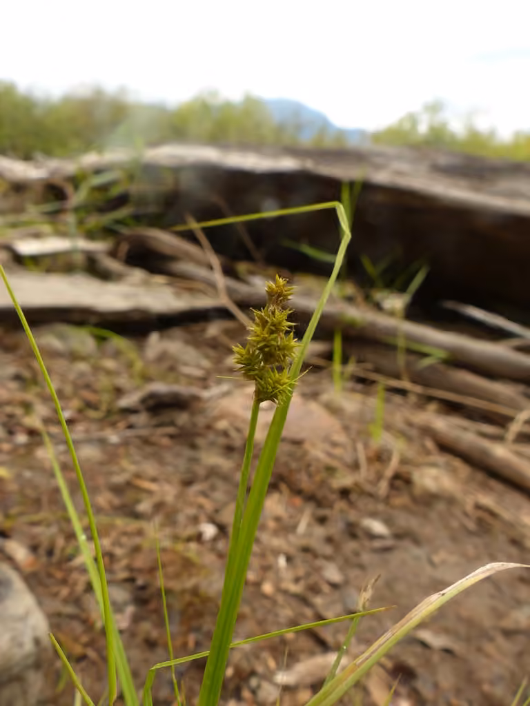 Carex dru, En fruits