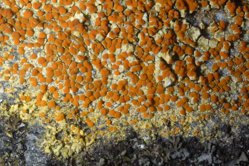 Caloplaque soufrée, photo 3 sur 5
