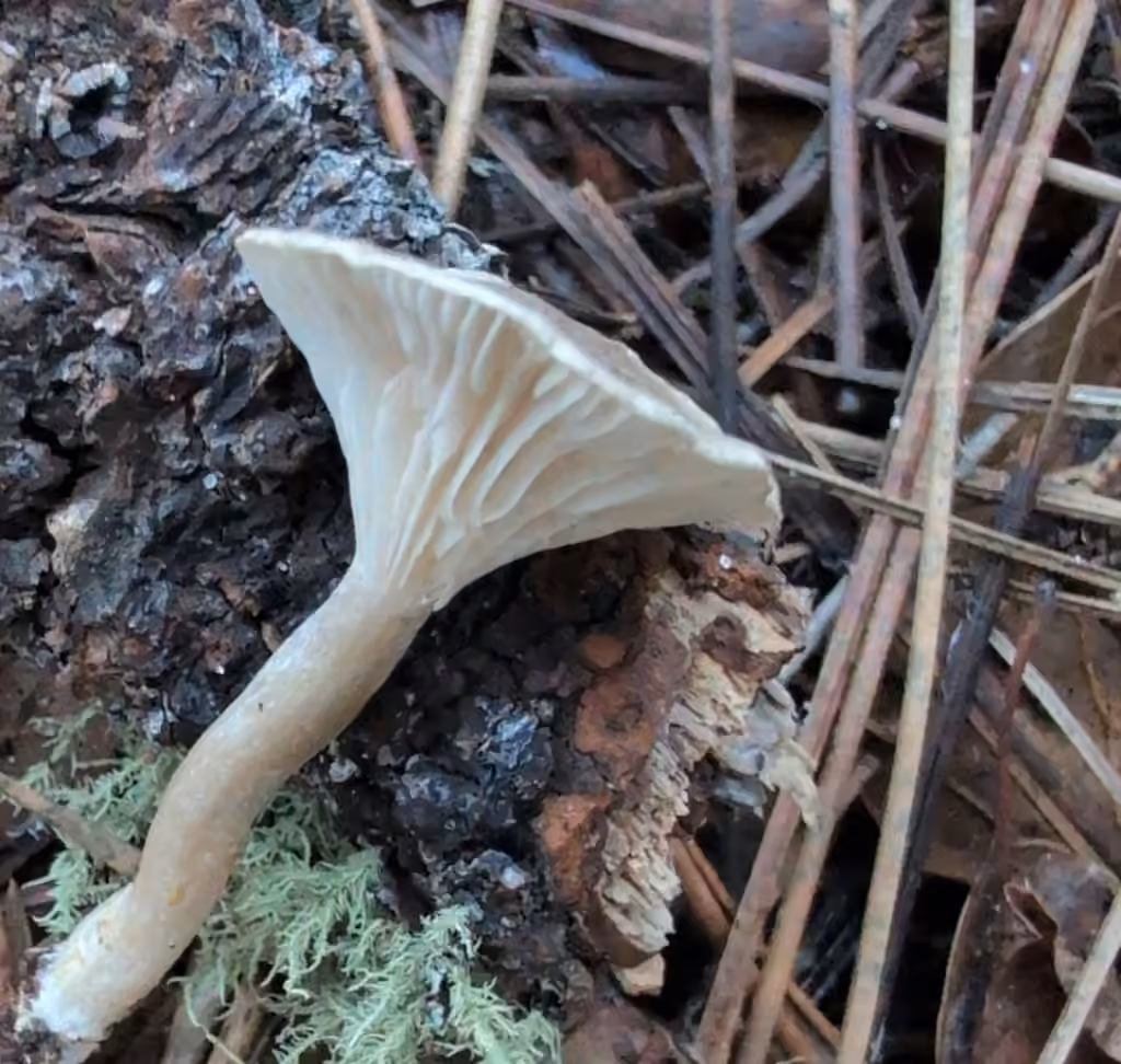 Clitocybe en forme de vase, photo 3 sur 5