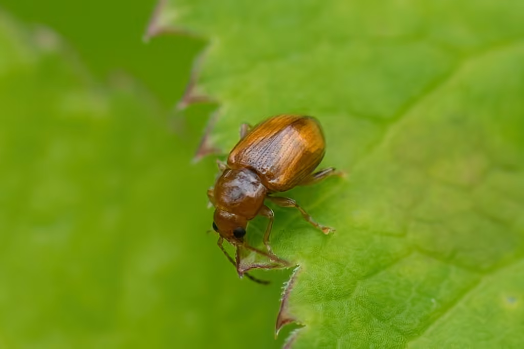 Chrysomèle brunie, photo 3 sur 5