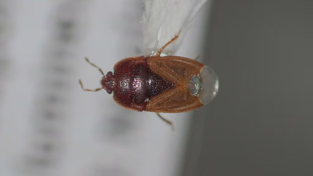 Amnestus pusillus