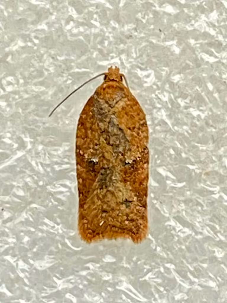 Acleris stadiana, Female