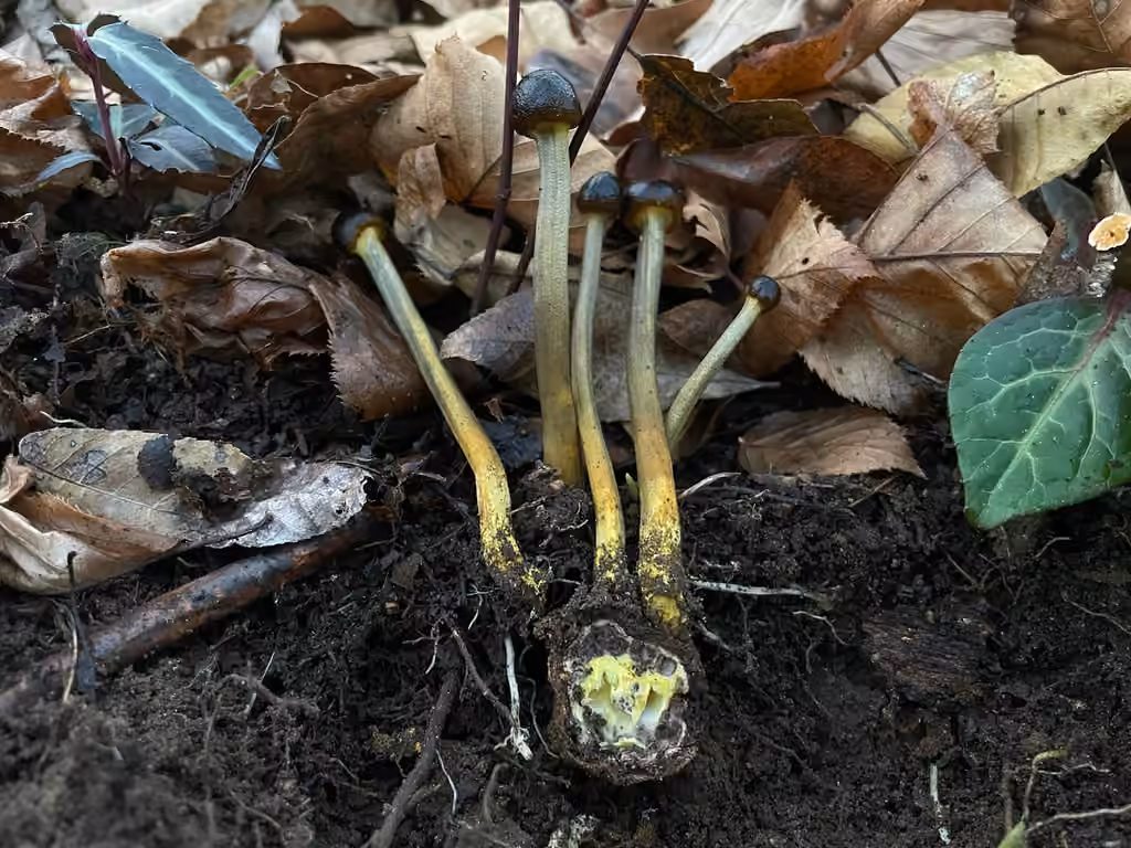 Tolypocladium longisegmentatum