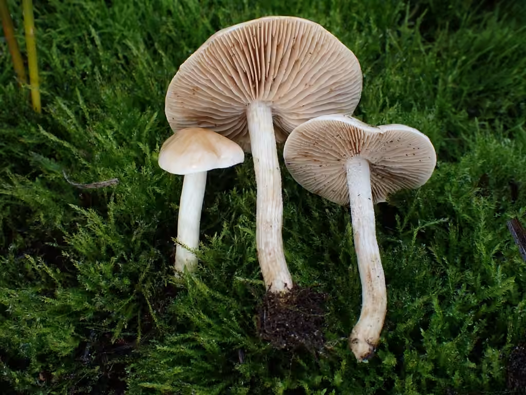 Hebeloma hiemale, photo 3 sur 5