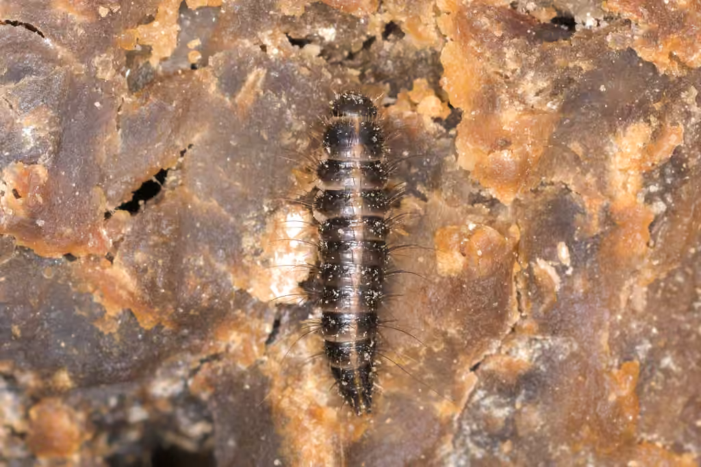 Fringed Larder Beetle, Larva