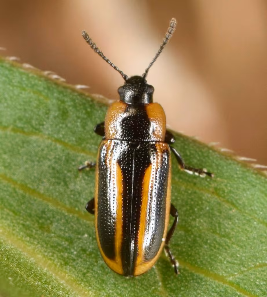 Banded Leaf Beetle