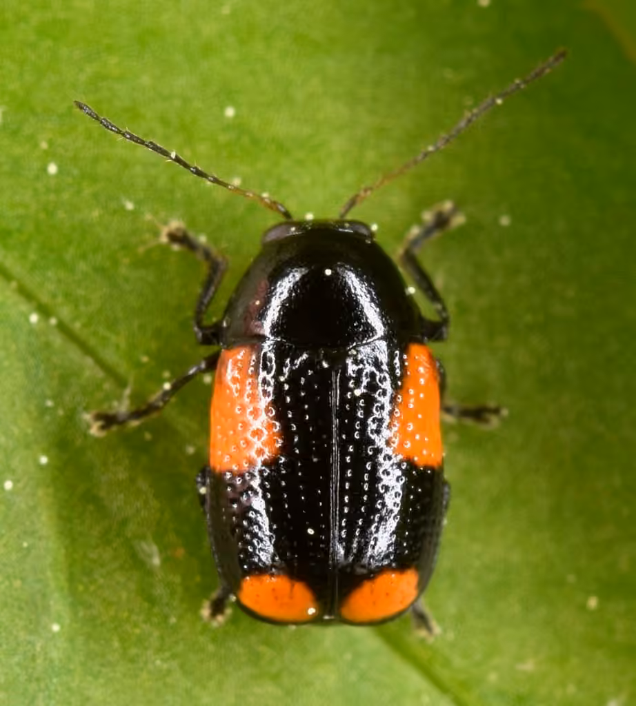 Black and Red Sumac Leaf Beetle