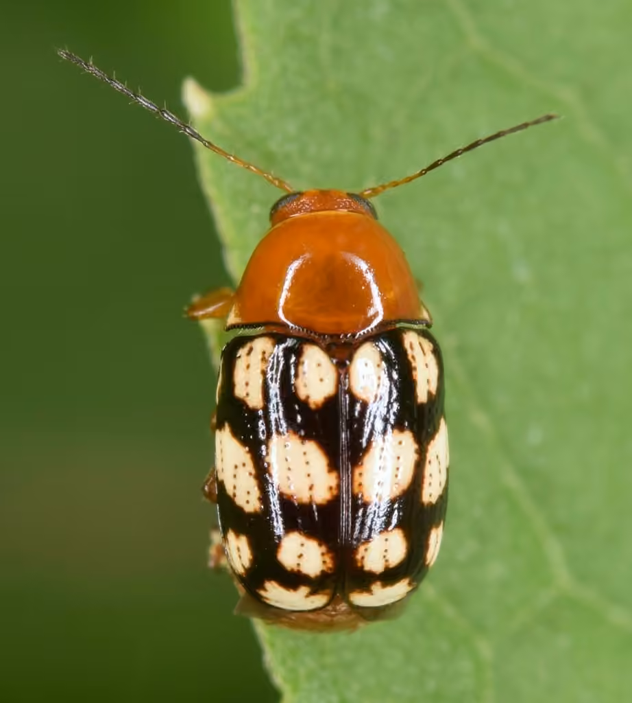 Cryptocéphale guttulé, photo 3 sur 5