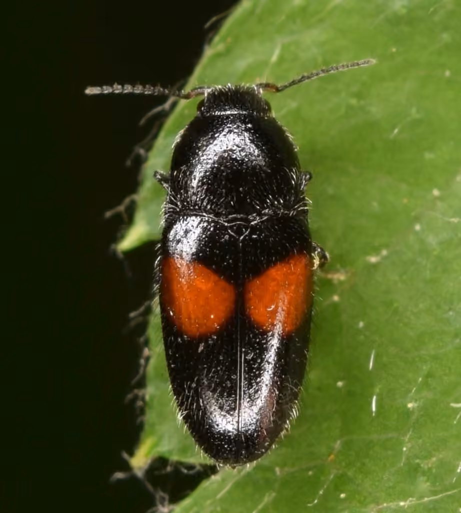 Finely-striated click beetle, Adult