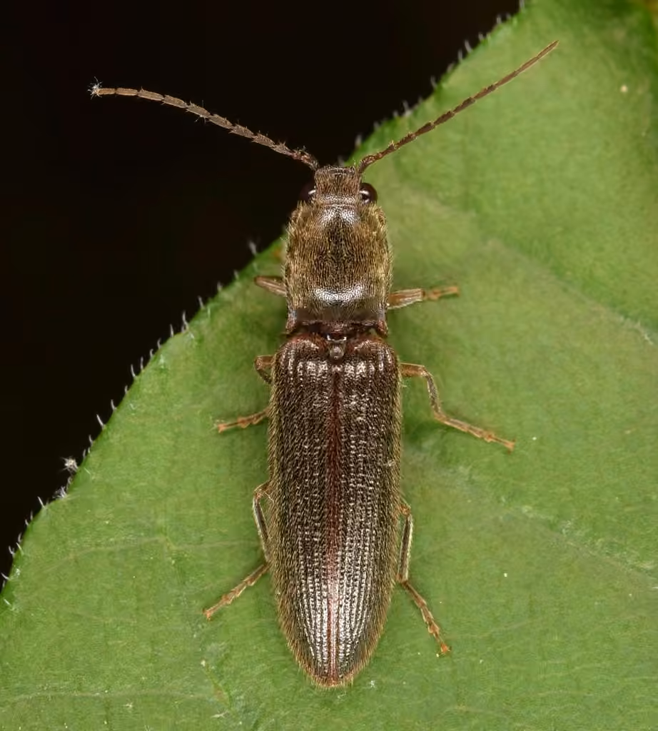 Brightwell's Click Beetle, Adult