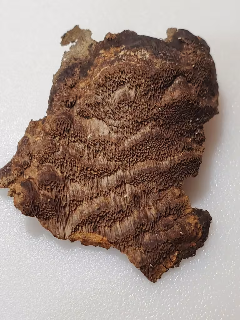 Polypore ferrugineux, photo 3 sur 5