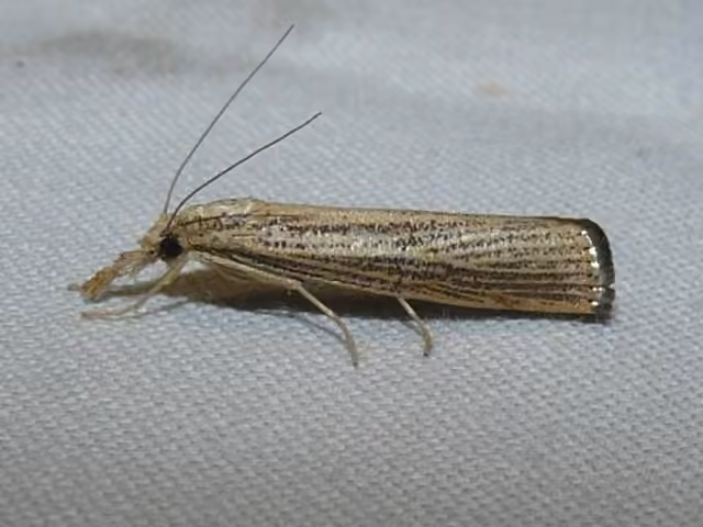 Vagabond Sod Webworm Moth, photo 2 of 5