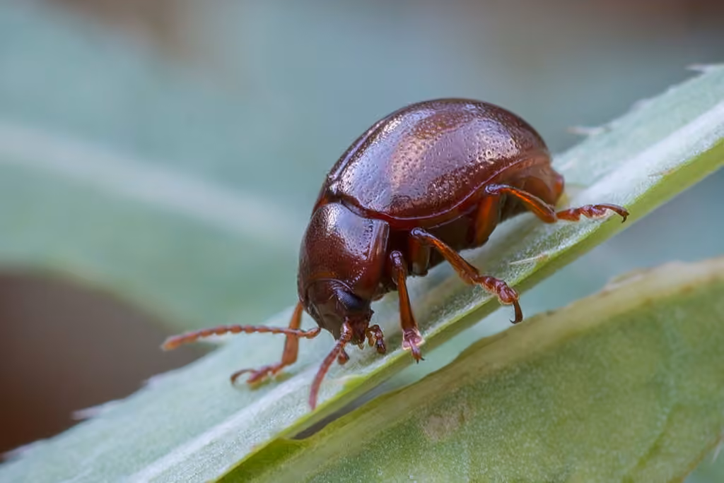 Brown leaf beetle, photo 2 of 5