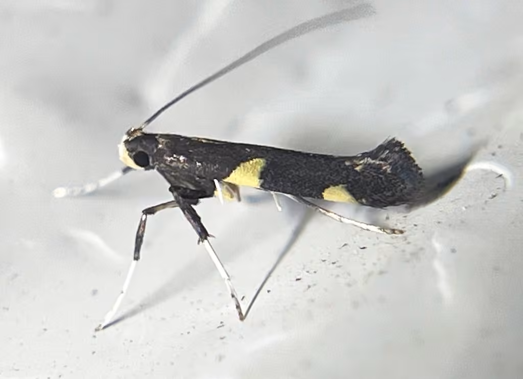 Caloptilia canadensisella, Adulte