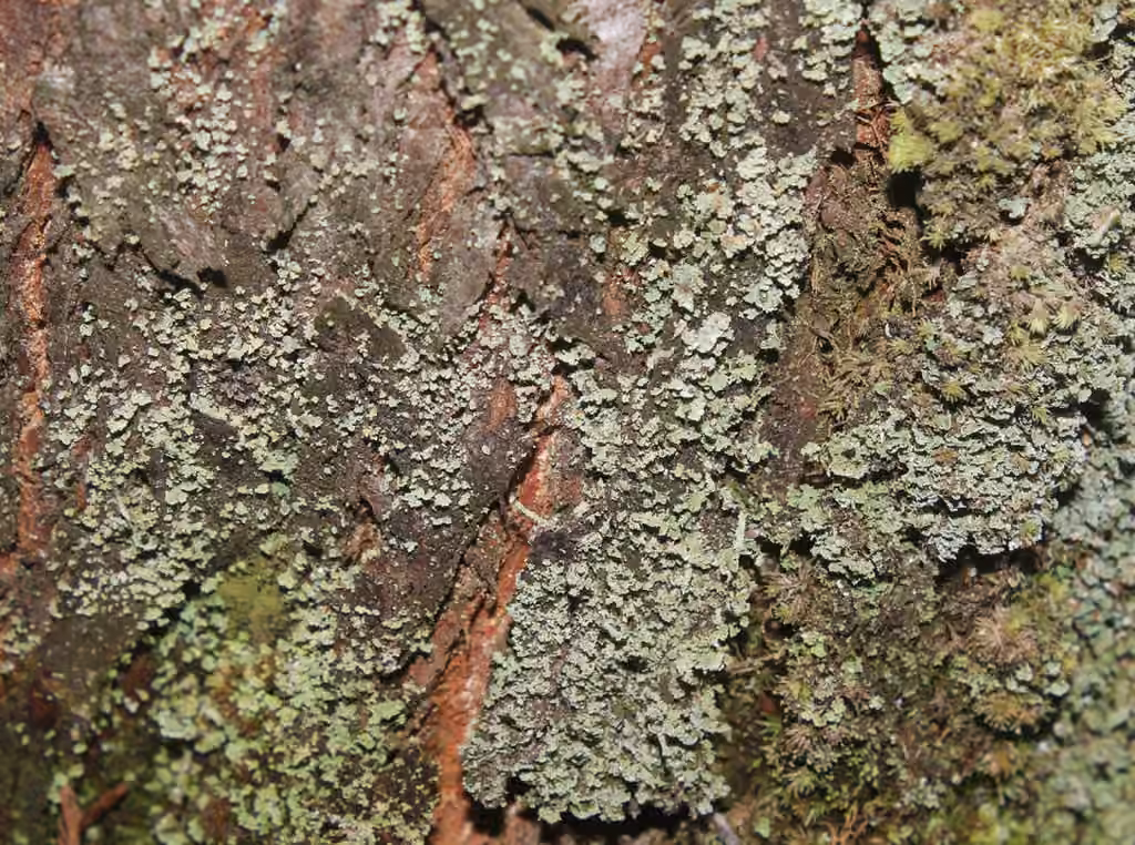 Pale-fruited Funnel Lichen, photo 2 of 5
