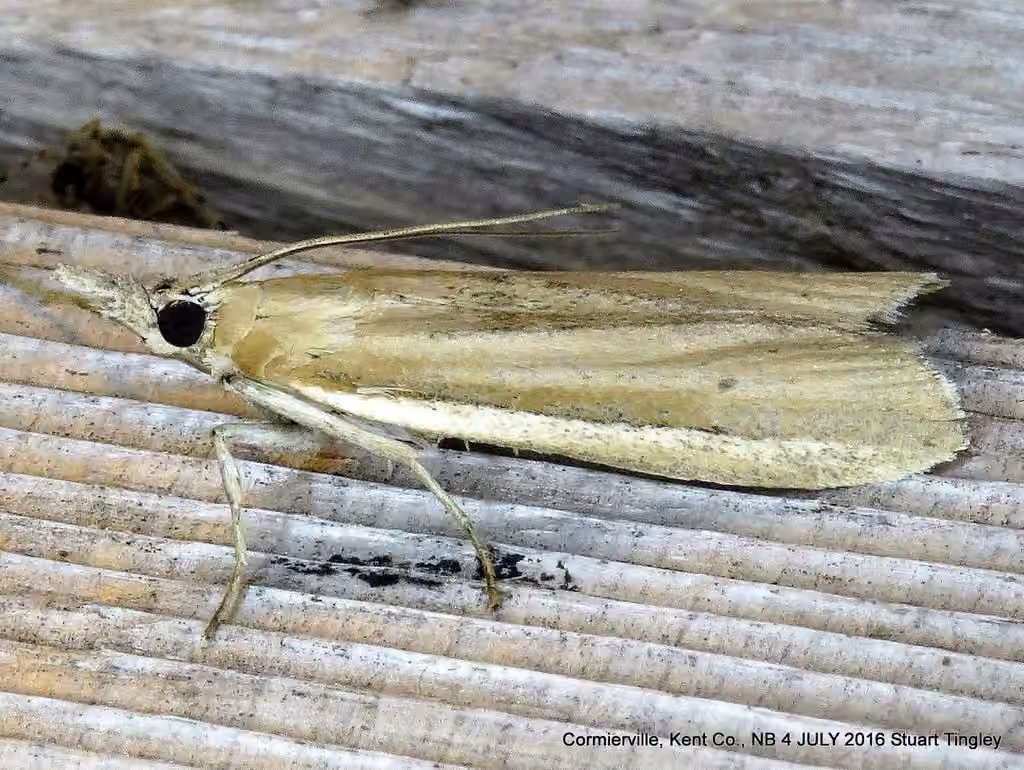 White-edged Pima Moth, Adult