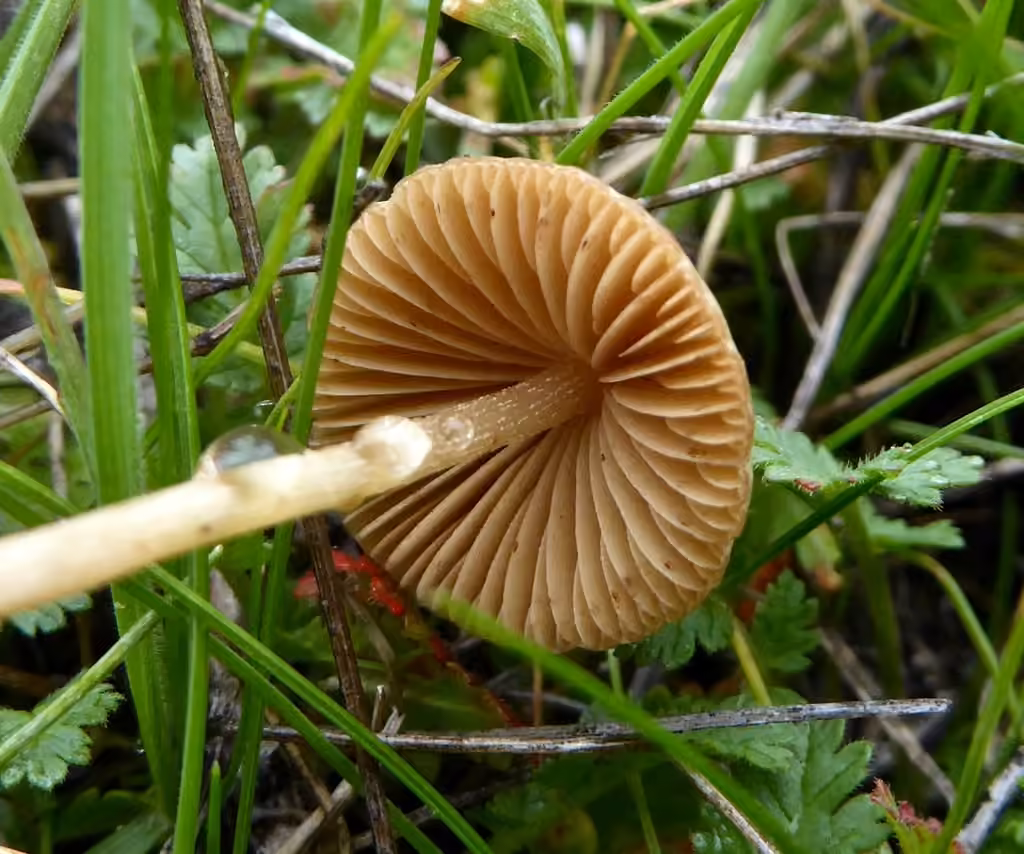 Concocybe tendre