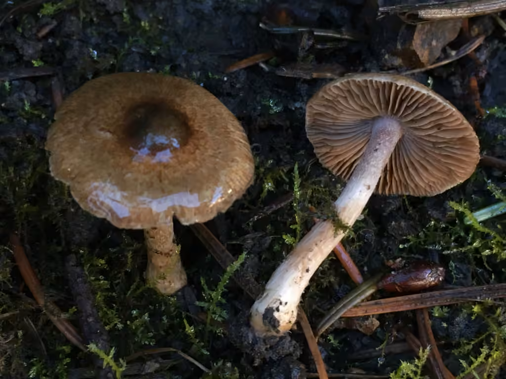 Inocybe gris lilas, photo 1 sur 5