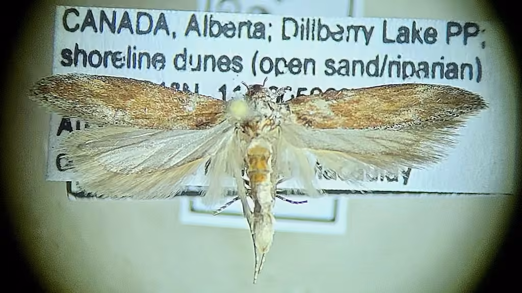 Gnorimoschema gallaeasterella, photo 3 of 5