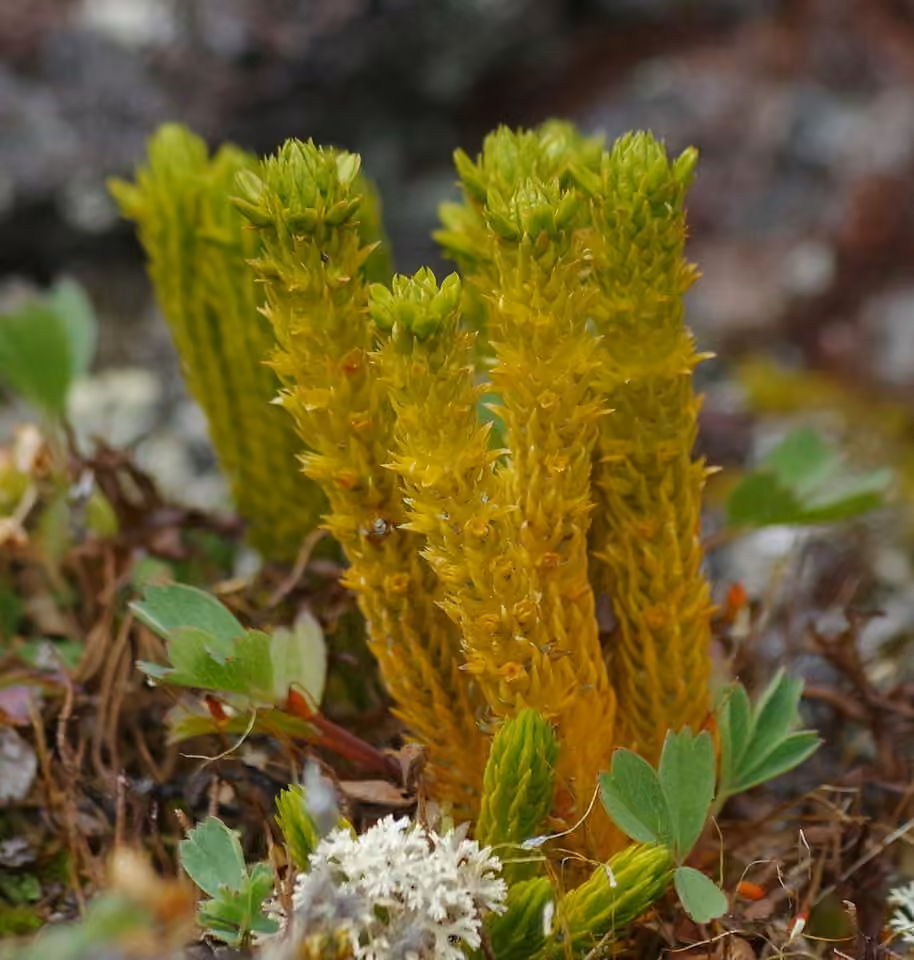 Lycopode du continent