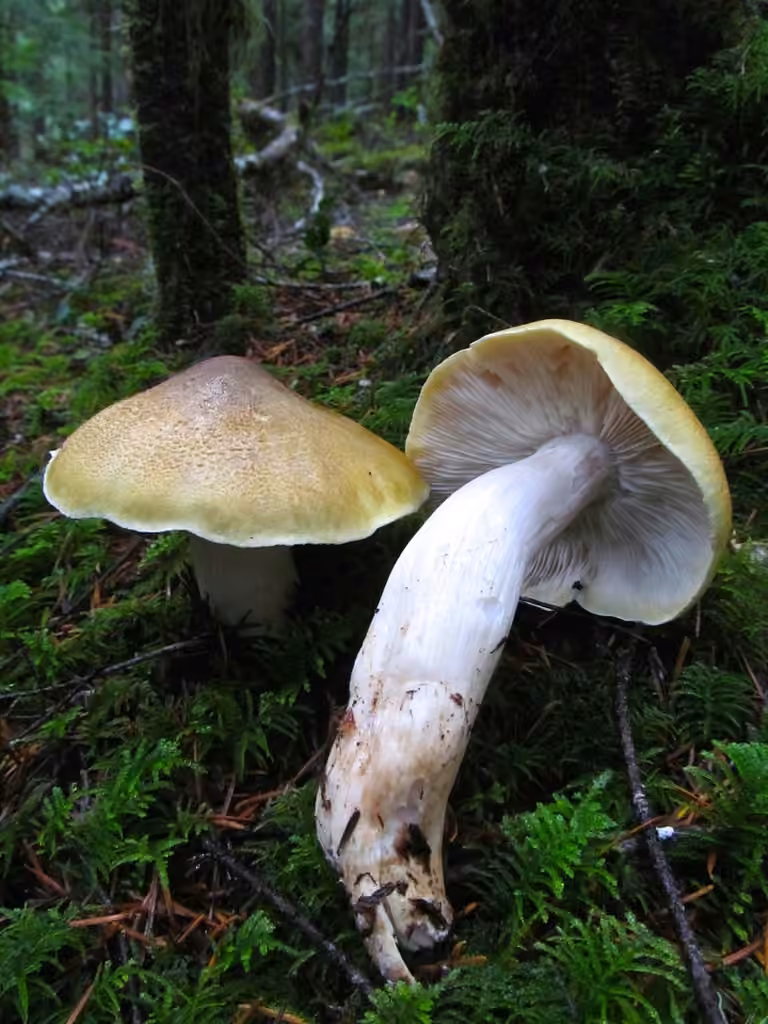 Tricholoma intermedium, photo 3 sur 5