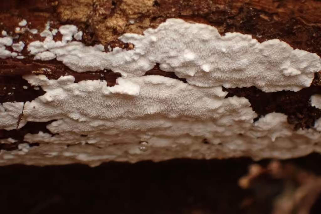 Cystidiopostia hibernica, photo 3 sur 5