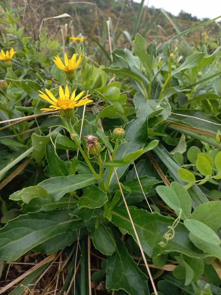Seaside ragwort, In fruit