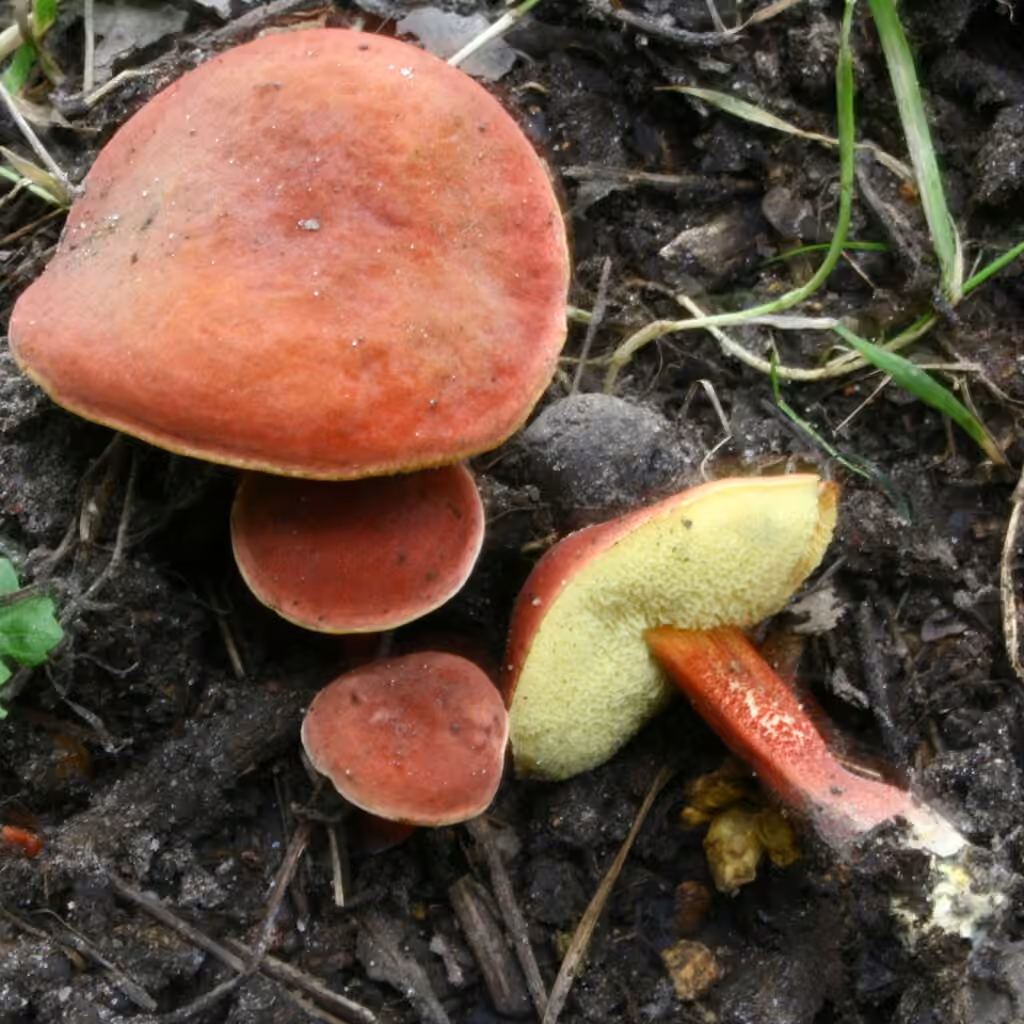 Bolet framboise, photo 1 sur 5