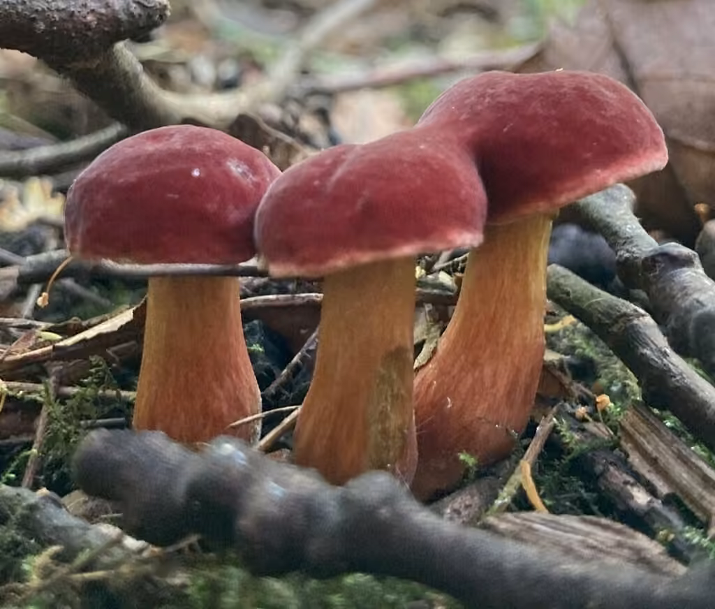 Bolet framboise, photo 3 sur 5