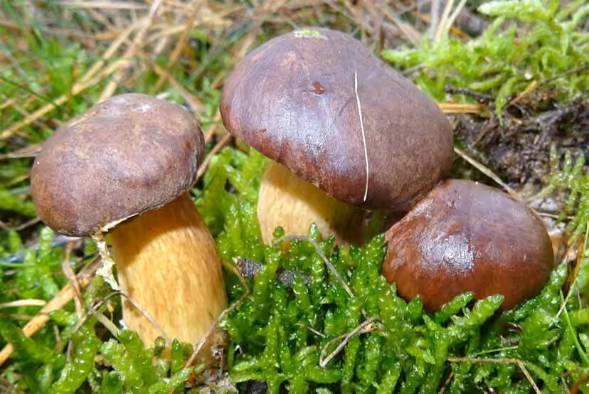 Bay Bolete, photo 2 of 5