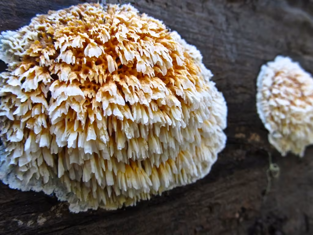 Pycnoporellus spp., photo 2 sur 5