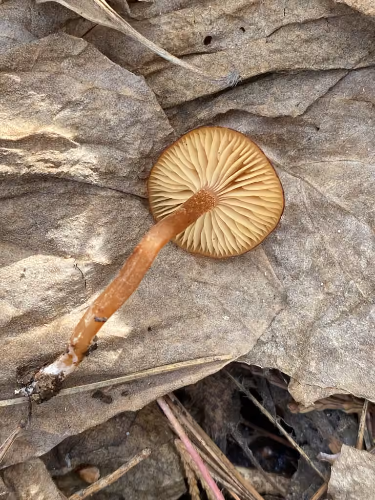 Rhodocybe cuivré, photo 2 sur 5