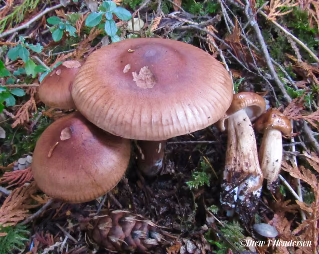 Tricholome farineux des pins