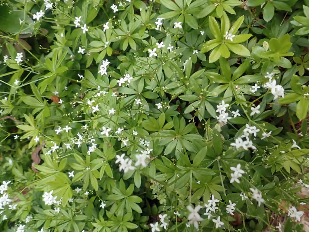 Gaillet odorant, En fleurs