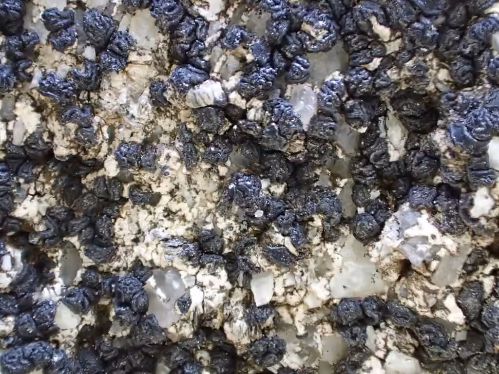Common Coal Dust Lichen, photo 2 of 5