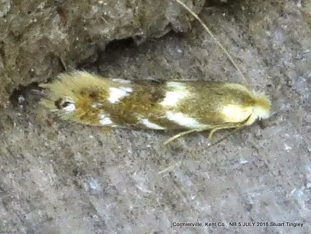 Squeletteuse du bouleau
