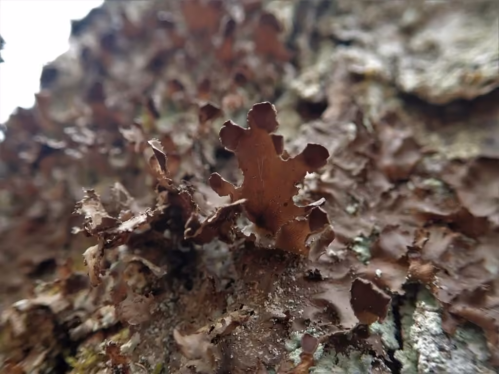 Fringed Kidney Lichen, photo 3 of 5