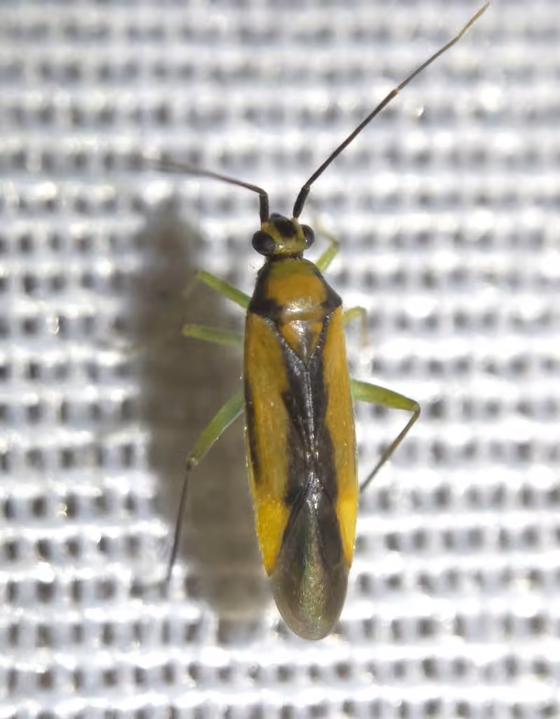 Orthotylus submarginatus, Adult