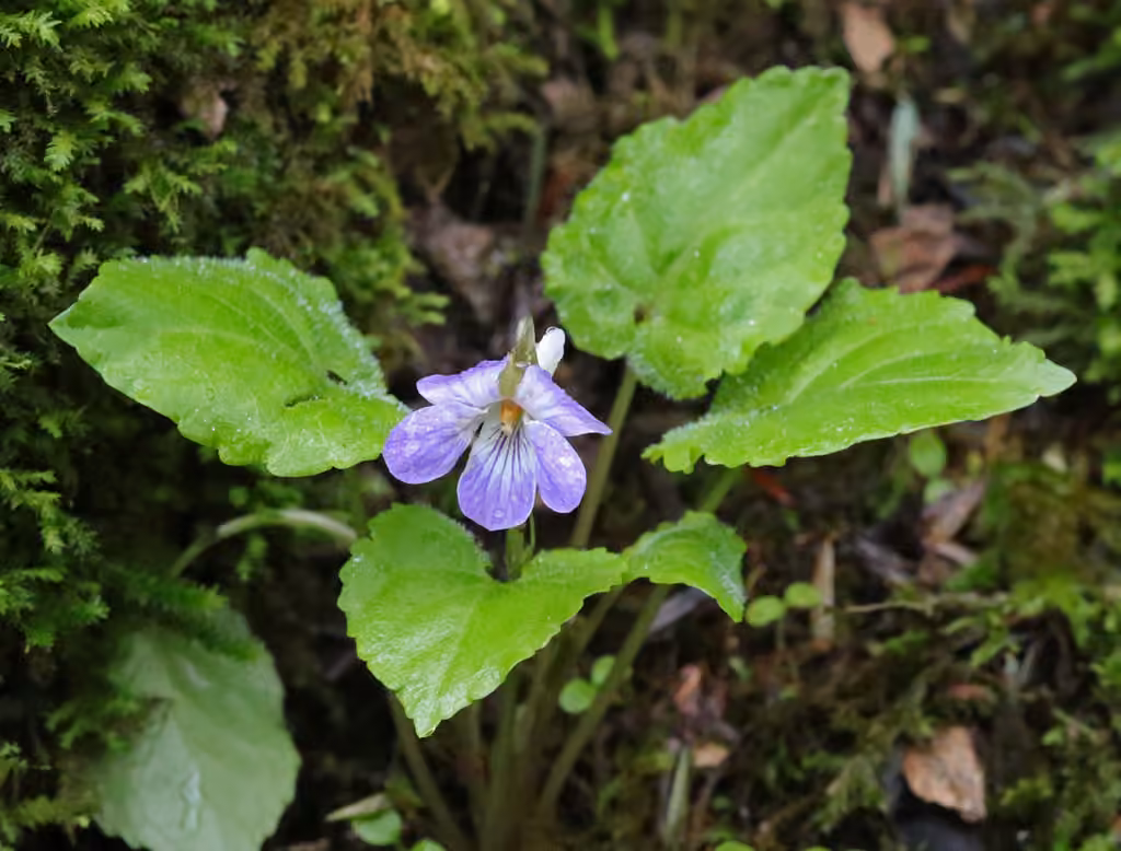Violette de Selkirk, En fruits