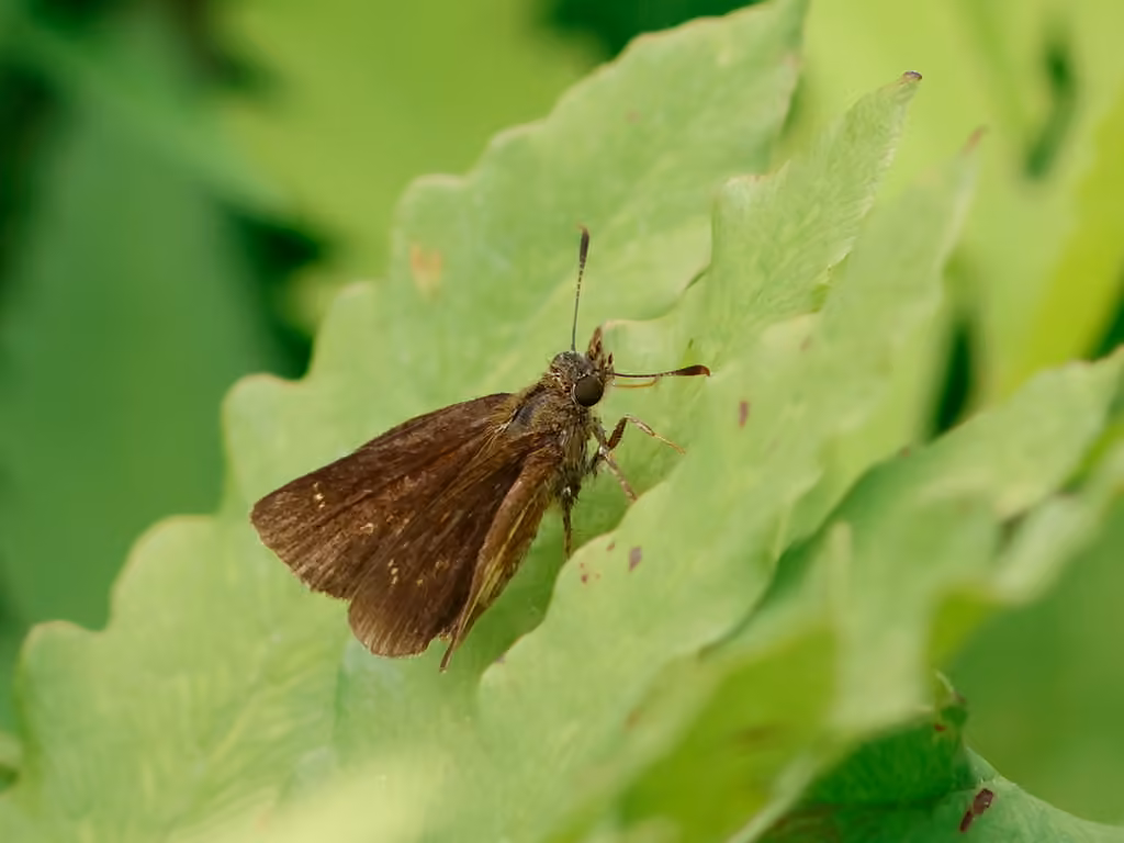 Mulberry Wing, Male