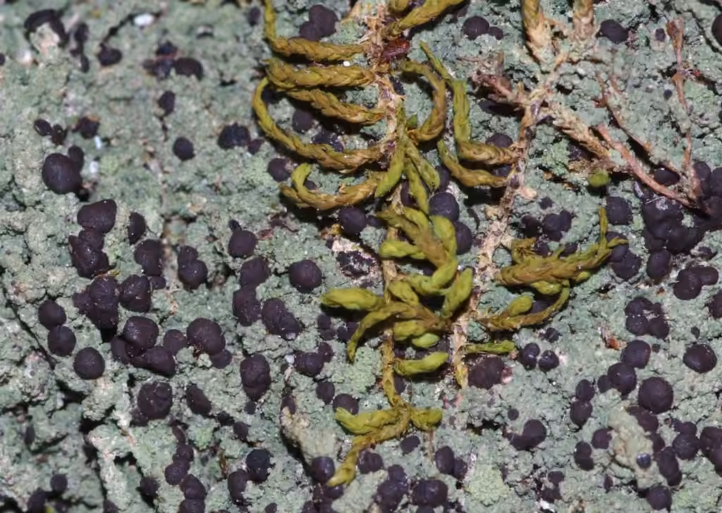 Berenger's mycobilimbia lichen, photo 3 of 5