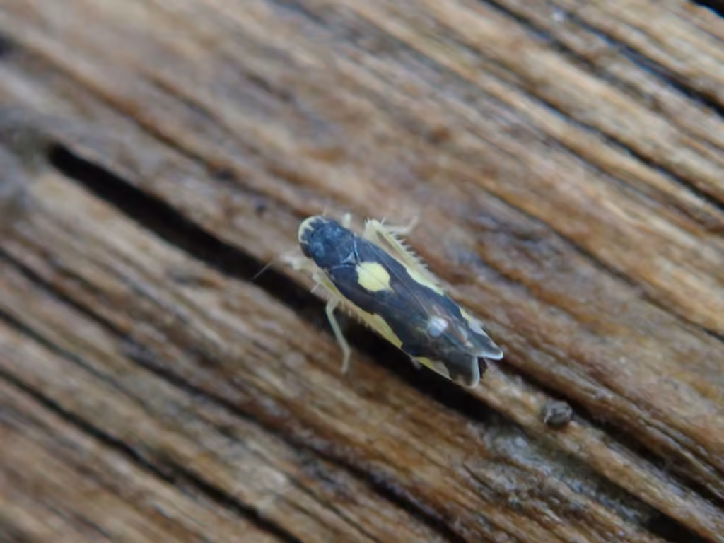 Leafhopper, Adulte