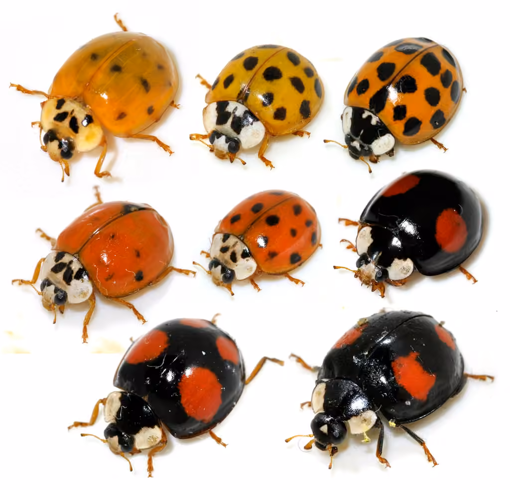 Coccinelle asiatique