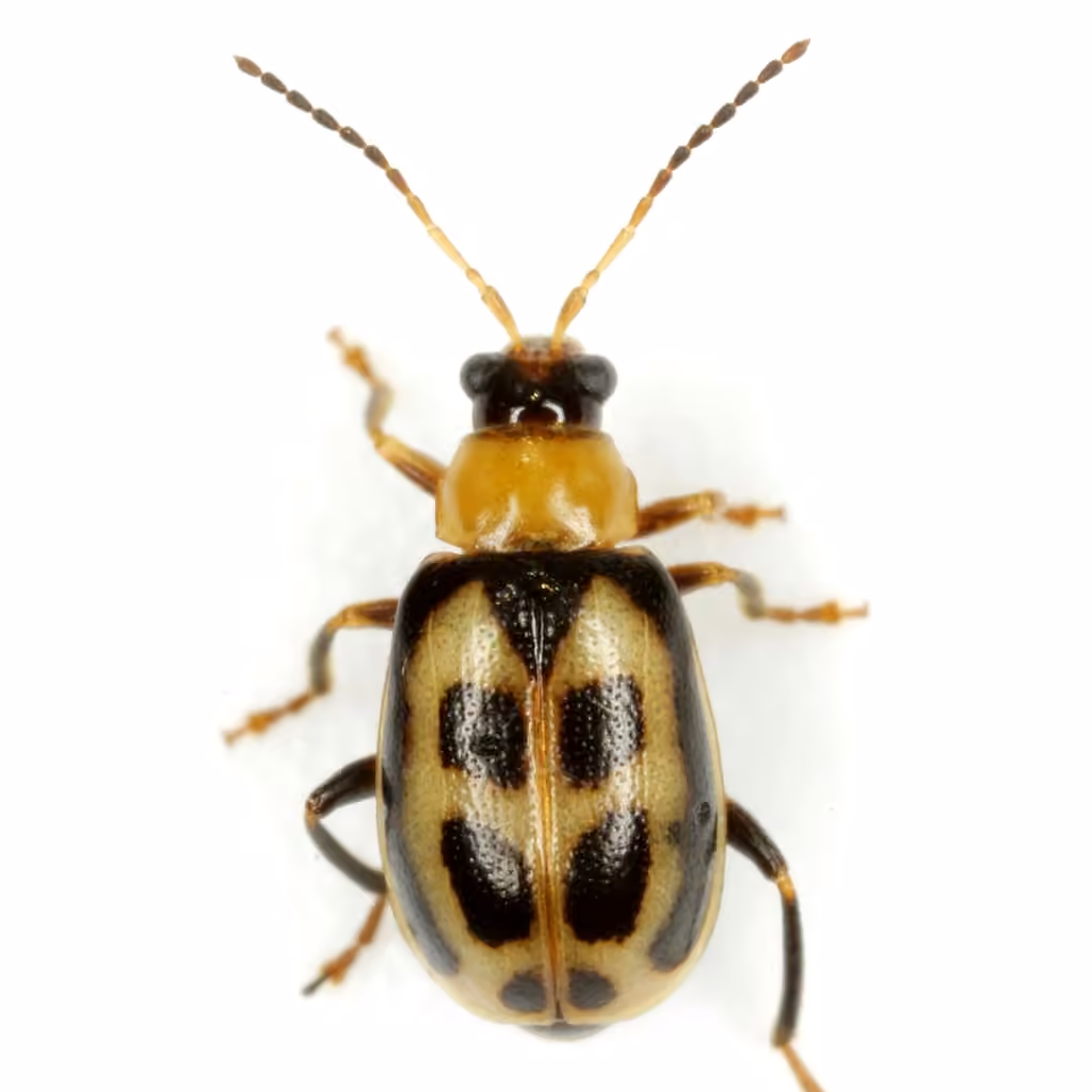 Bean Leaf Beetle, photo 1 of 5